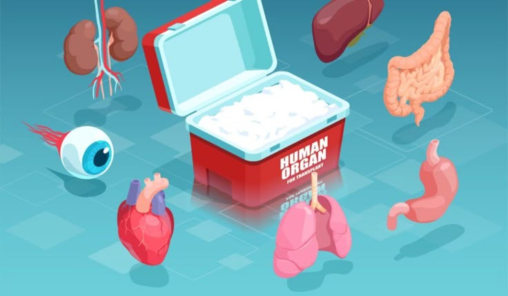 Human Organ Transplantation